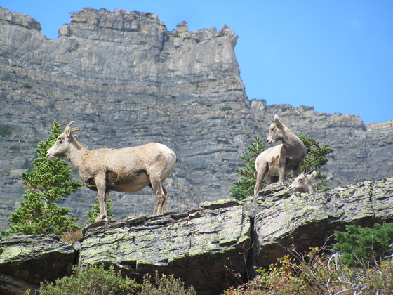 Glacier National Park