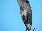 Lake Woodruff Wildlife Reguge