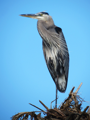 Lake Woodruff Wildlife Reguge
