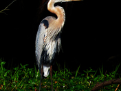 Lake Woodruff Wildlife Refuge