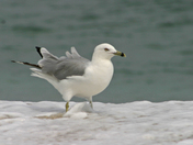 Assateague Island