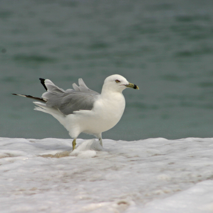 Assateague Island