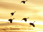 Bosque del Apache National Wildlife Refuge