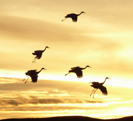 Bosque del Apache National Wildlife Refuge