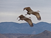 Bosque del Apache National Wildlife Refuge