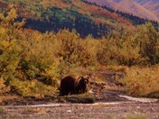 Denali National Park, Alaska