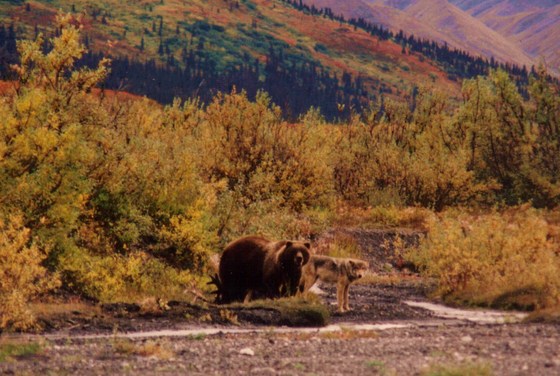 Denali National Park, Alaska