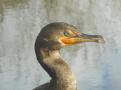 EVERGLADES NATIONAL PARK