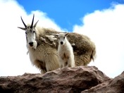 Arapaho National Forest