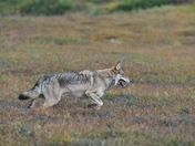 Denali National Park