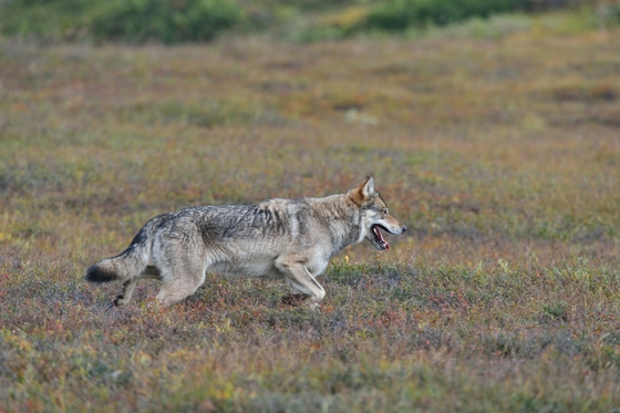 Denali National Park