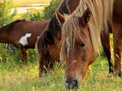 Assateague Island NAtional Seashore
