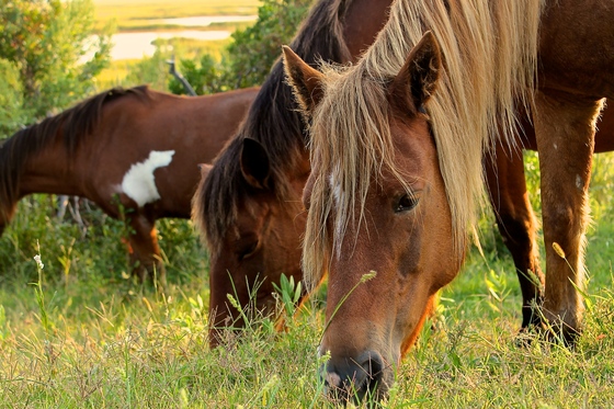 Assateague Island NAtional Seashore