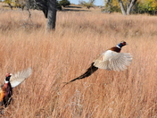 Quivira National Wildlife refuge