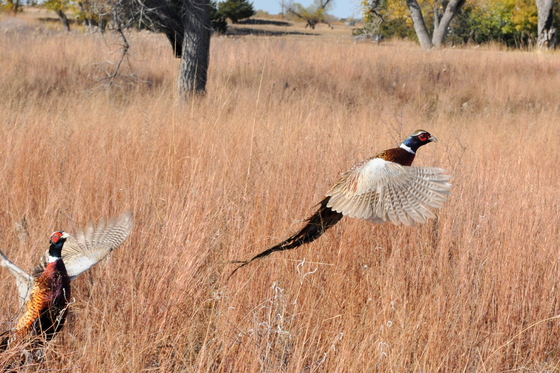 Quivira National Wildlife refuge