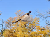 Quivira Wildllife refuge
