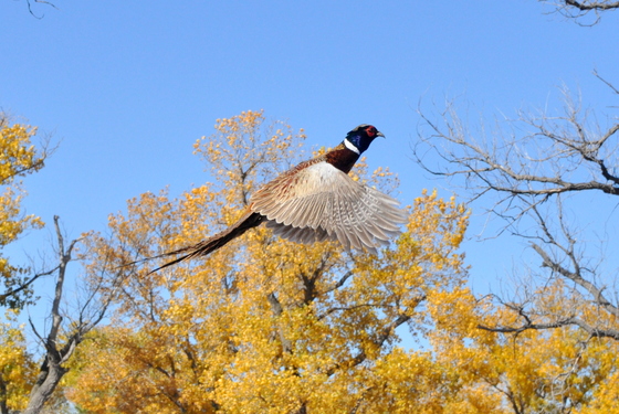 Quivira Wildllife refuge