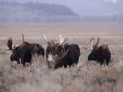 Grand Teton National Park Wyoming 