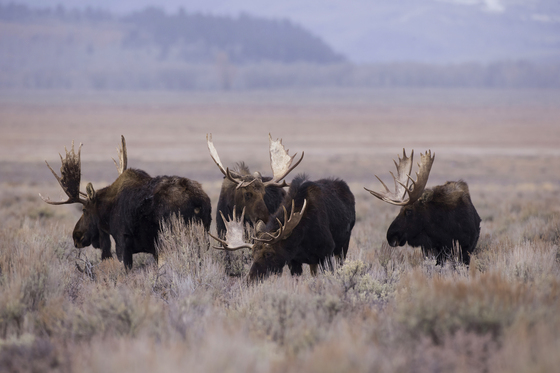 Grand Teton National Park Wyoming 