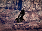 Grand Canyon National Park