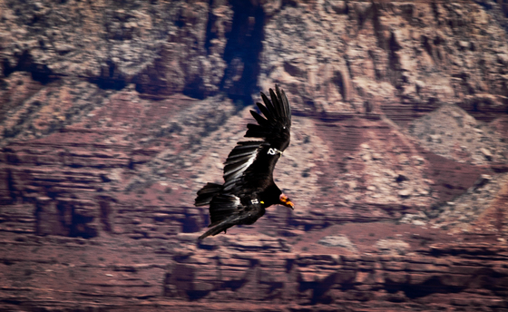 Grand Canyon National Park