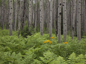 BLM Colorado