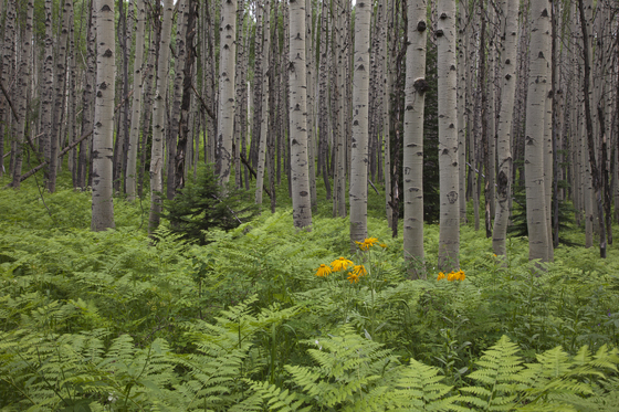 BLM Colorado