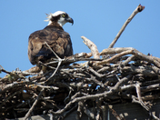 J.N. "Ding" Darling National Wildlife Refuge