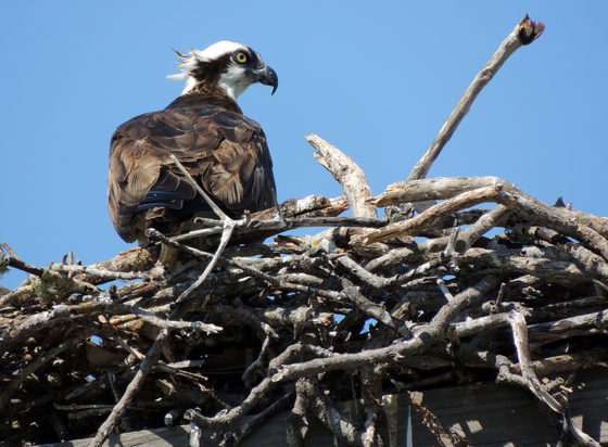 J.N. "Ding" Darling National Wildlife Refuge