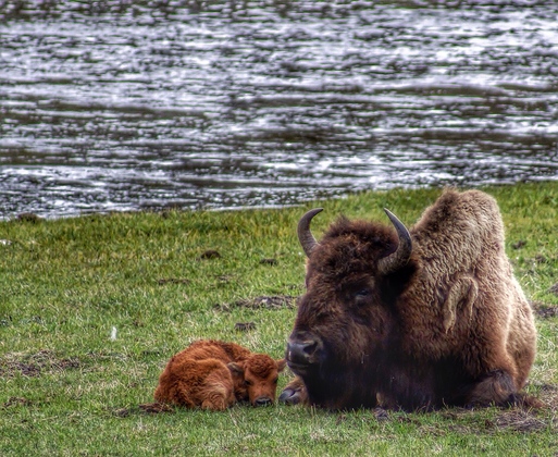 Yellowstone National Park