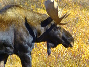 Arapahoe National Forest, Colorado