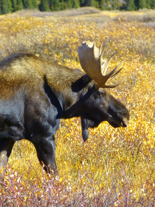 Arapahoe National Forest, Colorado