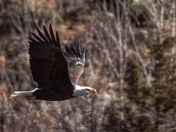 Gunnison National Forest