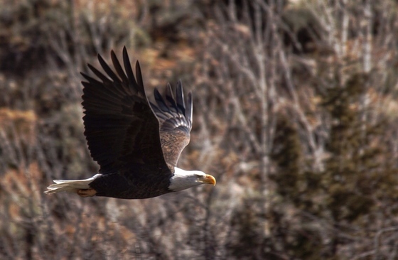 Gunnison National Forest