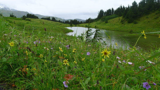Chugach National Forest