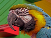 Posing Parrot