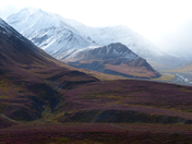 Denali National Park