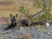Denali National Park
