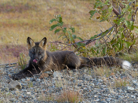 Denali National Park