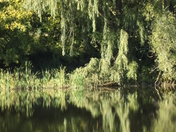 "Weeping Willow"