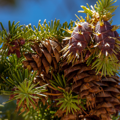 Bryce Canyon National Park