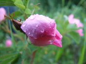 Wild Rose