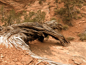 Zion