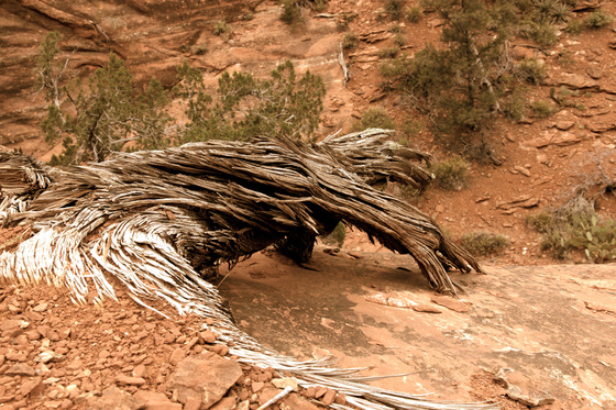 Zion