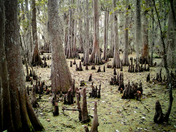 Jean Lafitte National Historical Park and Preserve