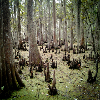 Jean Lafitte National Historical Park and Preserve