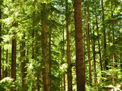Willamette National Forest