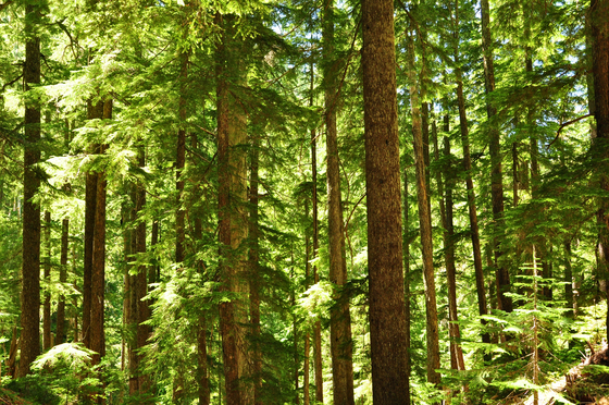 Willamette National Forest