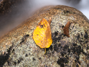 White Mountains National Forest