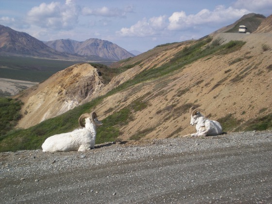 Denali National Park